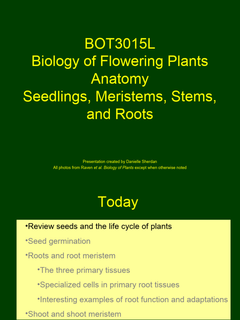 Anatomy of Plants PDF Root Seed
