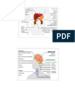 Sist. Endocrino.docx.