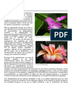 Flor - Wikipedia, La Enciclopedia Libre