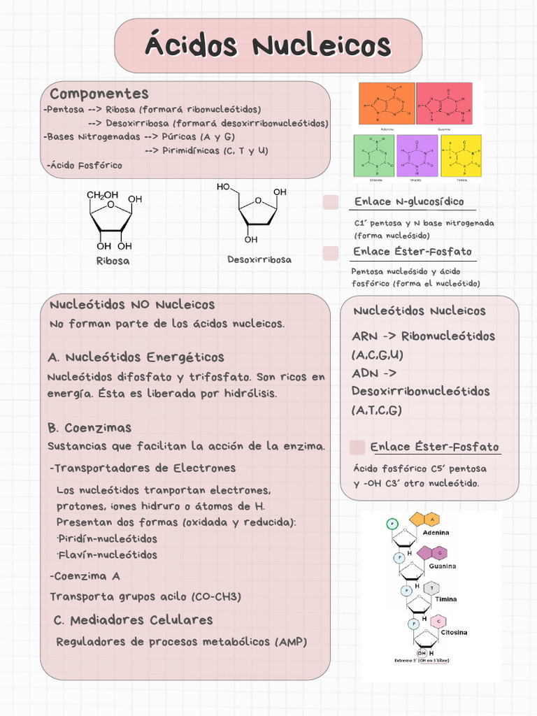 Cidos Nucleicos Ii Pdf Rna Cidos Nucleicosmapa Mental Cidos Nucleicos