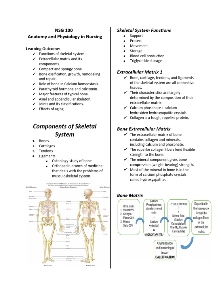 Anatomy and Physiology of the Skeletal System | PDF | Bone | Skull