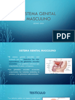 Testiculos y Vias Genitales Masculinas