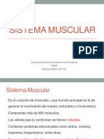 03 Sistema Muscular