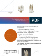 Primer y Segundo Molar Superior PDF