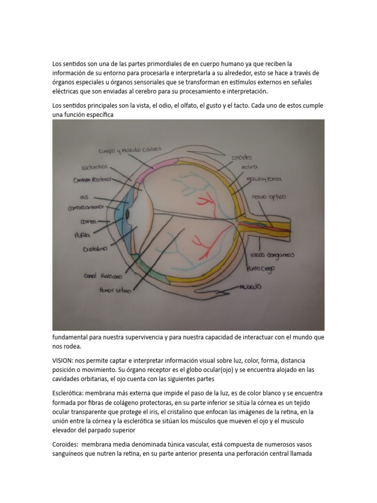 Anatomia Sentidos Pdf Ojo Humano Percepción Visual