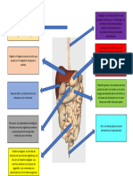 Aparato Digestivo