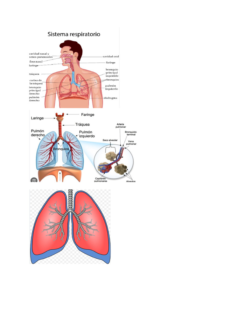 Sistema Respiratorio Y Cardiovascular Pdf