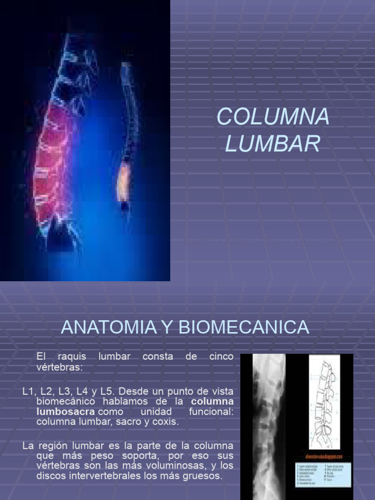 Columna Lumbar 1, PDF, La columna vertebral