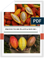 Proyecto de Plantacion de Cacao