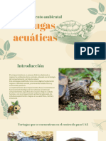 Tortugas Enriquecimiento