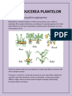 Reproducerea Plantelor