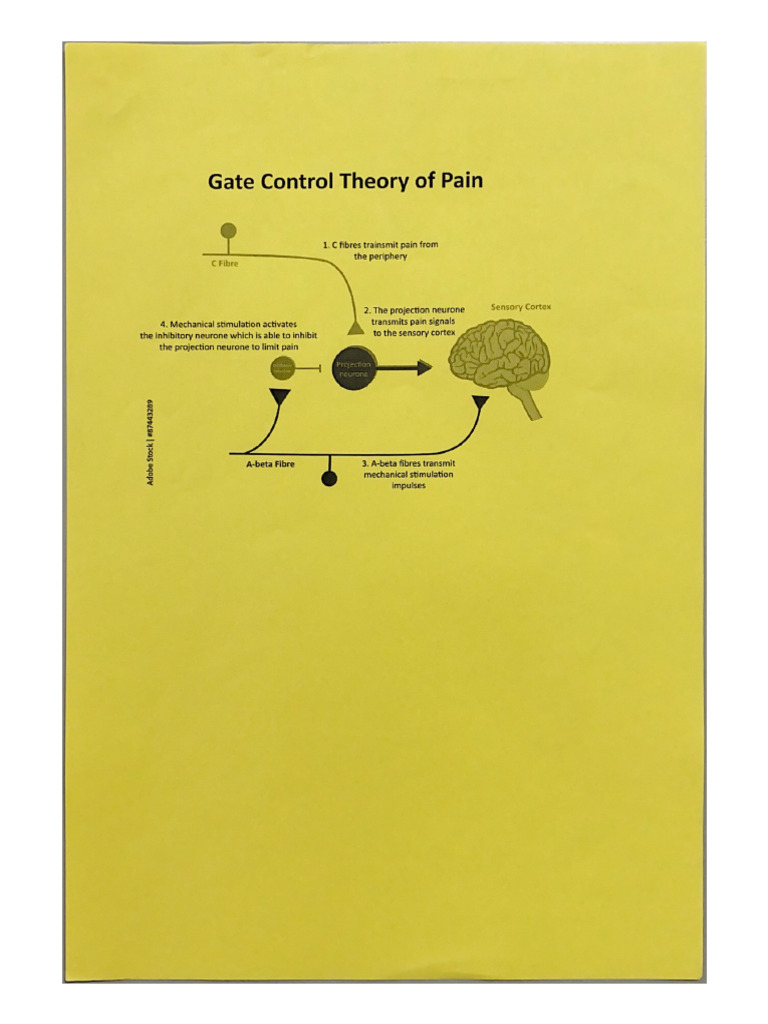 Gate Control Theory of Pain PDF