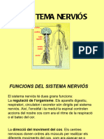 Apunts Per A Estudiar El Sistema Nerviós