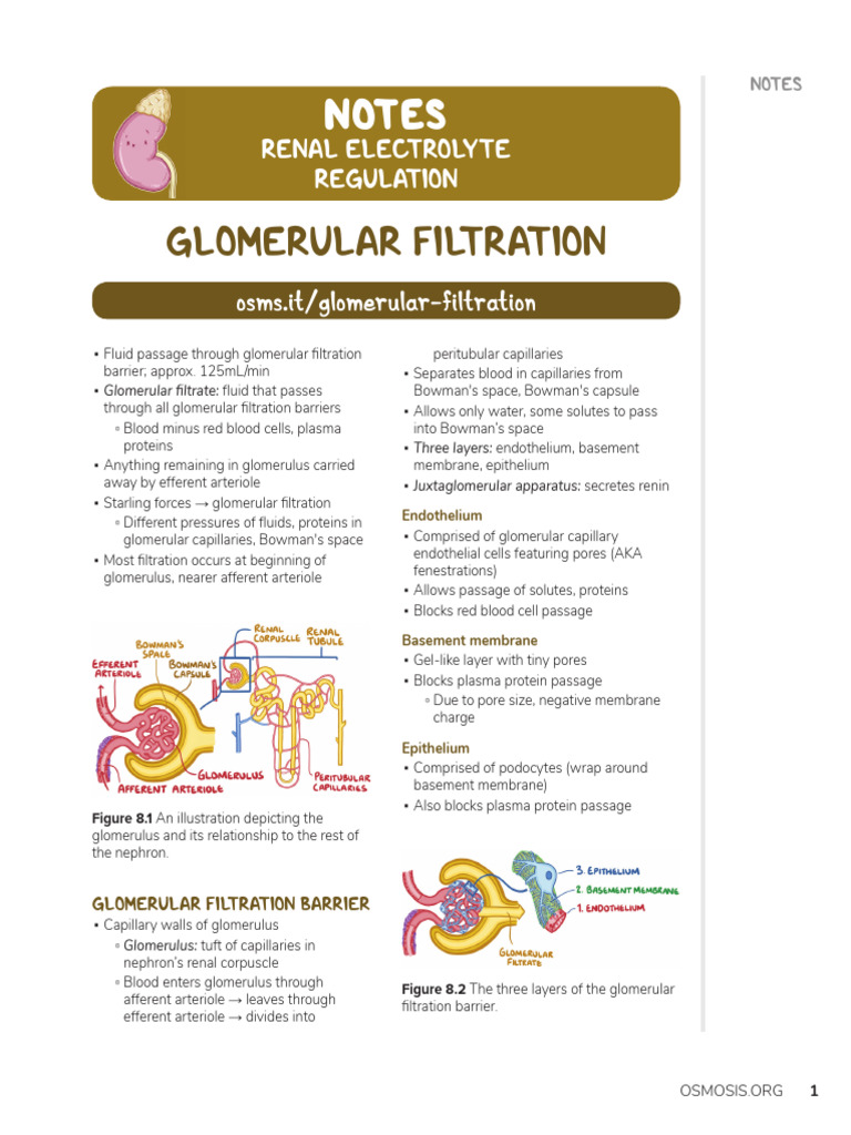 Glomerular Filtration and Renal Physiology | PDF | Anatomy | Physiology