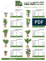 Ficus Plants نباتات الفيكس