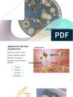 Clasificación de Los Hongos