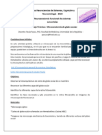 Guia Practica I - Microanatomia Del Globo Ocular