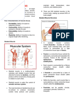 Muscular System 