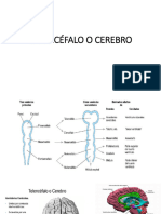 Telencéfalo o Cerebro