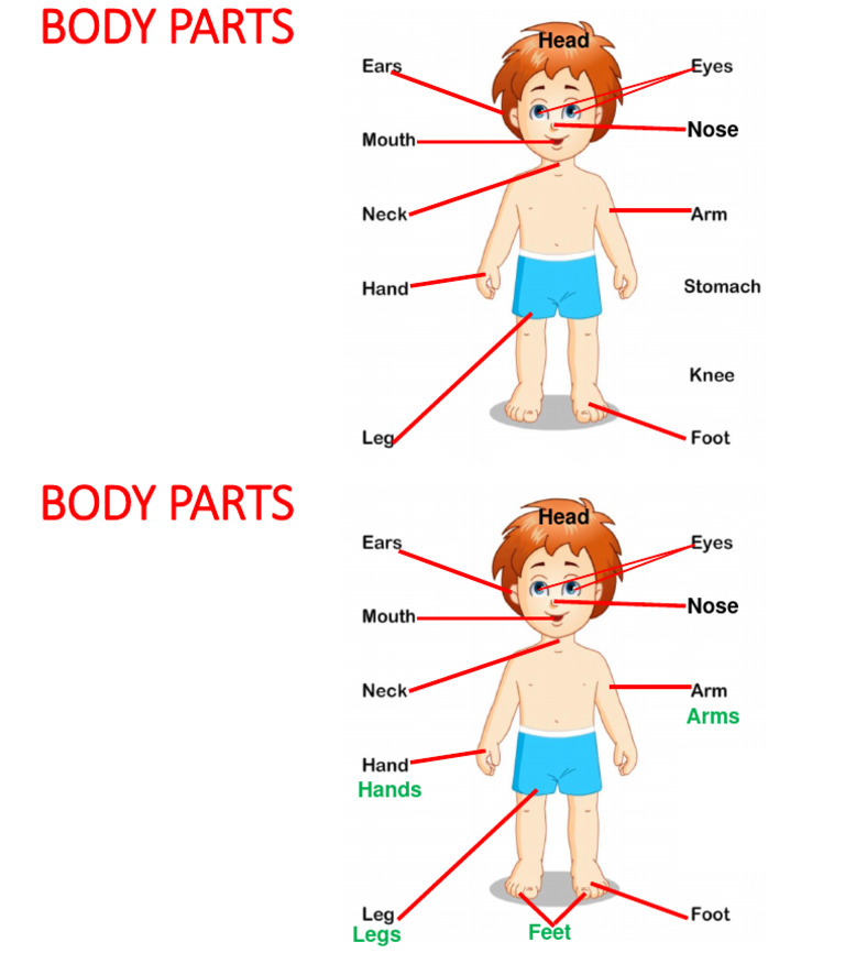Body Parts PDF