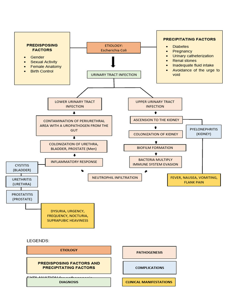 Pathophysiology uti pdf urinary tract infection