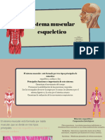 Sistema Muscular Esqueletico HISTOLOGIA