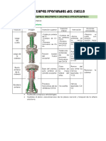 1 - Laringe, Estructuras Profundas