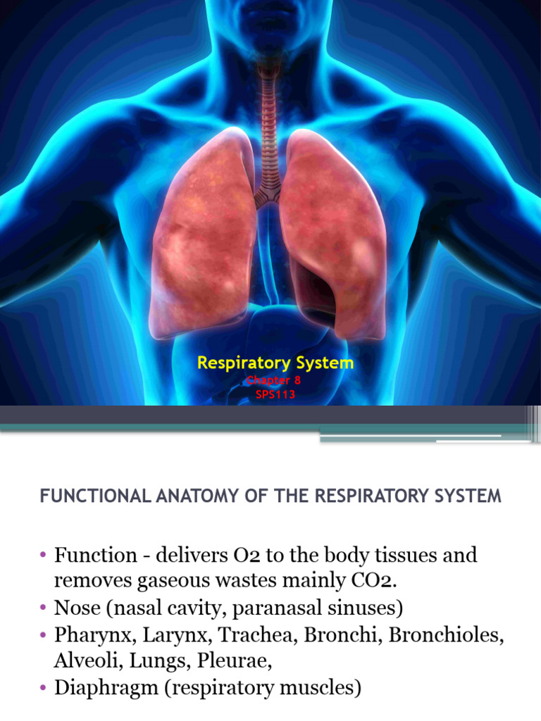 Chapter 8 - Respiratory System | PDF | Lung | Respiratory Tract