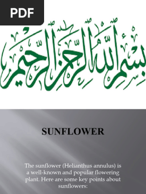 Sunflower