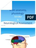Brain Anatomy Physiology Stroke Neurological Assessment