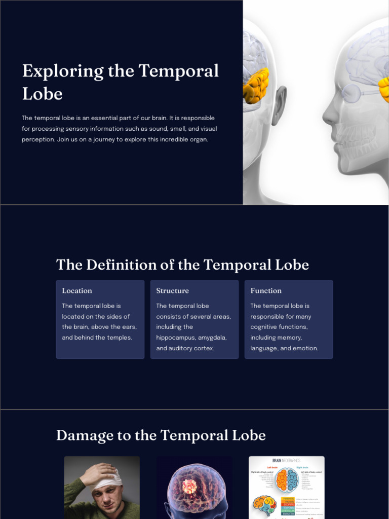 Understanding the Temporal Lobe Functions | PDF | Temporal Lobe | Memory