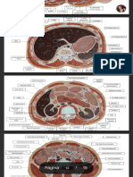 Roteiro Anatomia Seccional - Anatomia III (Versão Atualizada) .PDF - Google Driv