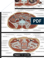 Roteiro AnatSeccional - Anatomia III (Versão Atualizada) .PDF - Google Drive 2