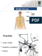 Tecido Nervoso SNP SNC FisioTO - 2018