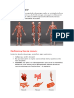 Sistema Muscular