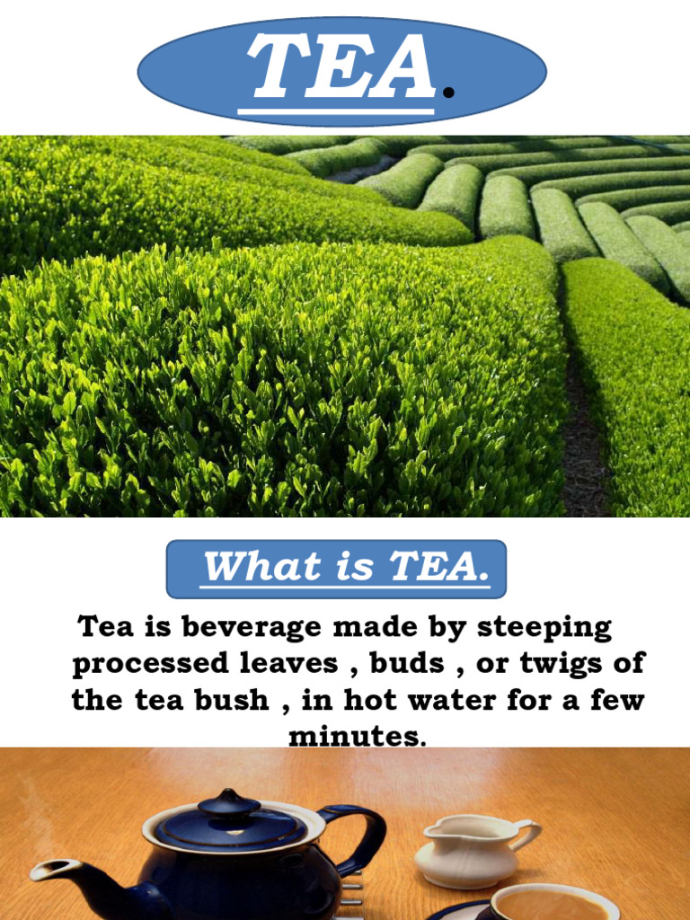 1.2.1 - Slides1 Tea Presentation | PDF | Polyphenol | Tea