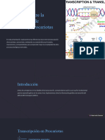 Diferencias Entre La Transcripcion de Eucariotas y Procariotas