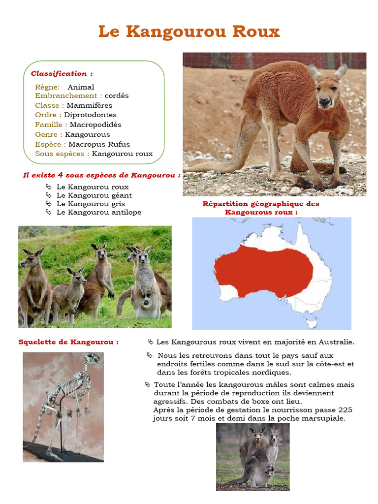 Caractéristiques du Kangourou Roux | PDF | Mammifères | Diprotodontes