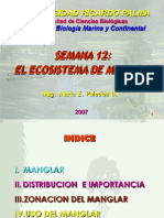 El Ecosistema de Manglar