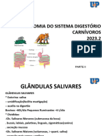 Anatomia Do Sistema Digestório Carnívoros 2023.2: Anne Melo