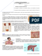 Actividad Sistema Excretor