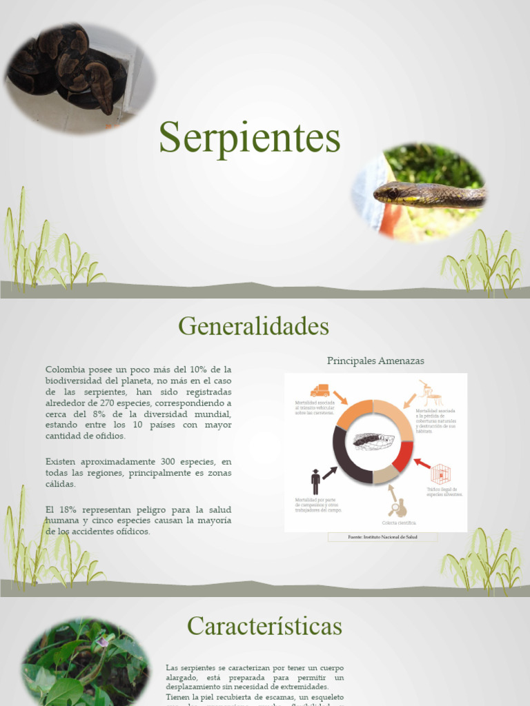 Serpientes en Colombia: Riesgos y Características | PDF