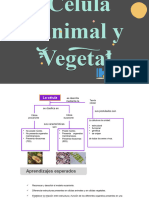 celula-animal-y-vegetal