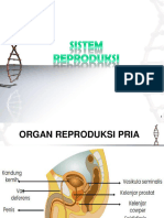 Sistem Reproduksi