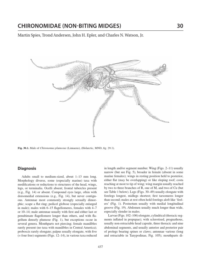 Stenochironomus roquei n. sp. Adult male: A—head, B—thorax
