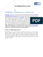 Difference Between Oligodendrocytes and Schwann Cells