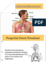 Anatomi Pernafasan