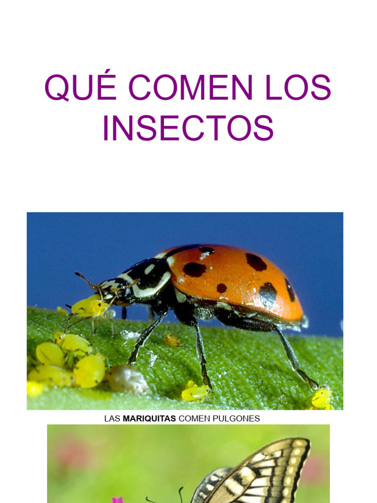 Proyecto Que Comen Los Insectos Infantil | PDF