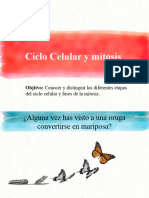 Ciclo Celular y Mitosis