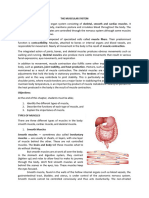 Muscular System